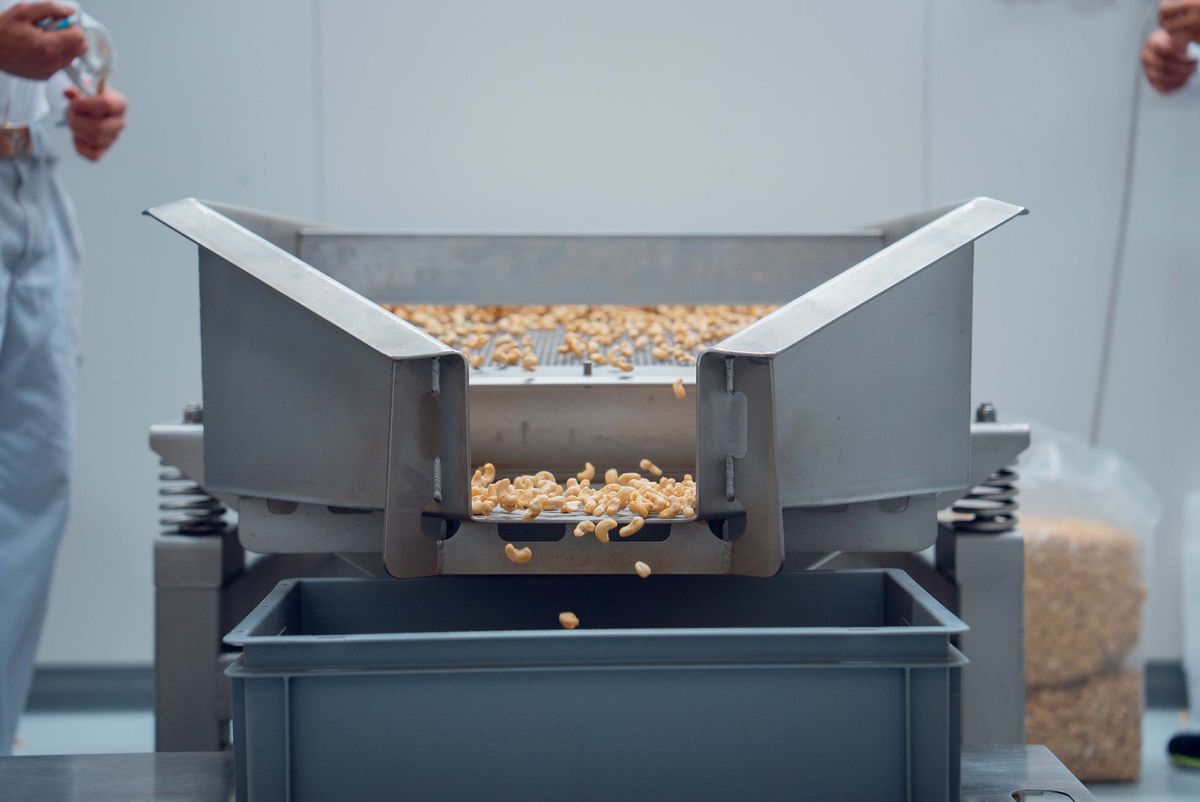 Nötter transporteras genom en maskin under tillverkningen hos Narr Chocolate.