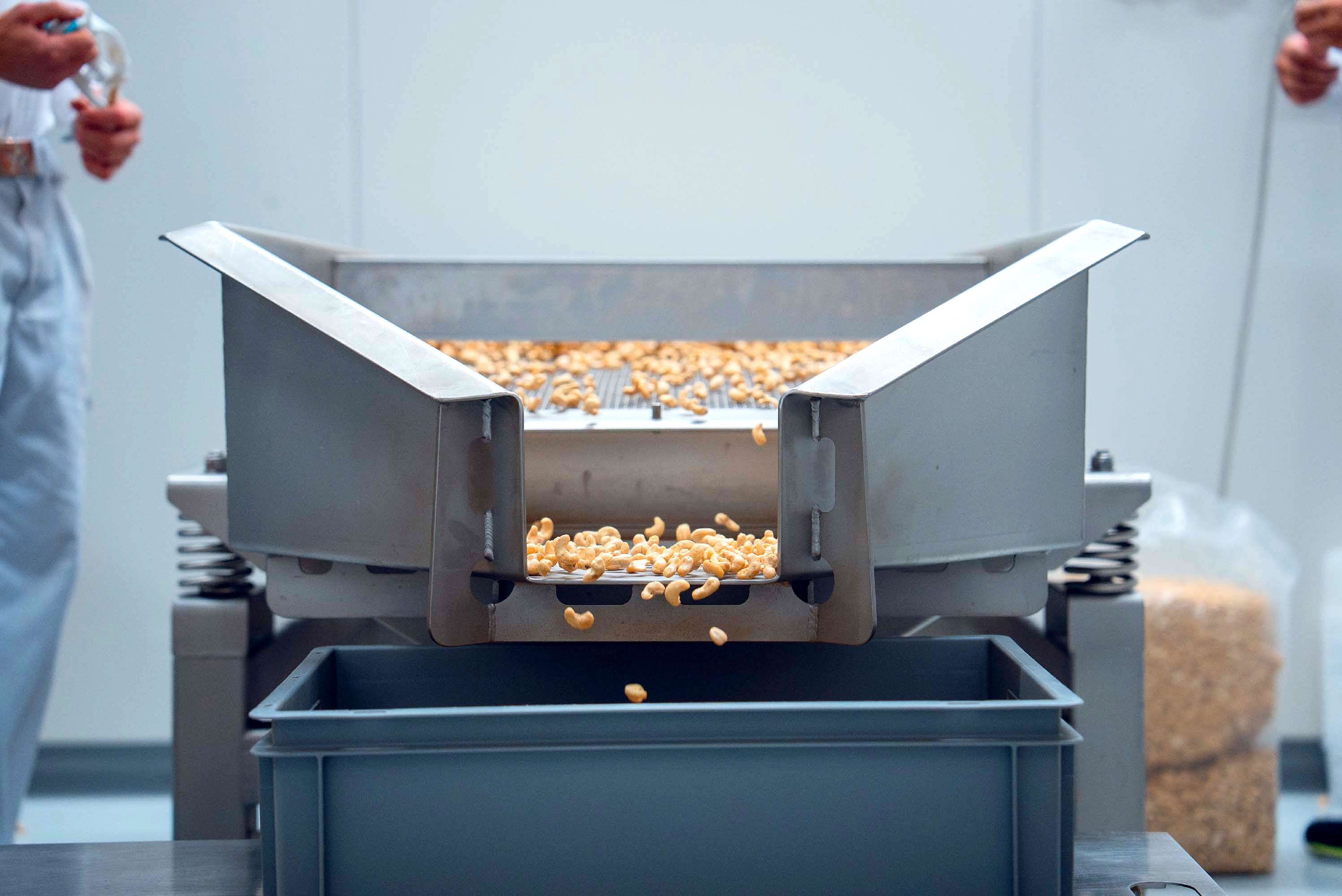 Nötter transporteras genom en maskin under tillverkningen hos Narr Chocolate.